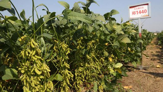 集科研繁育、生產銷售、科技服務為一體